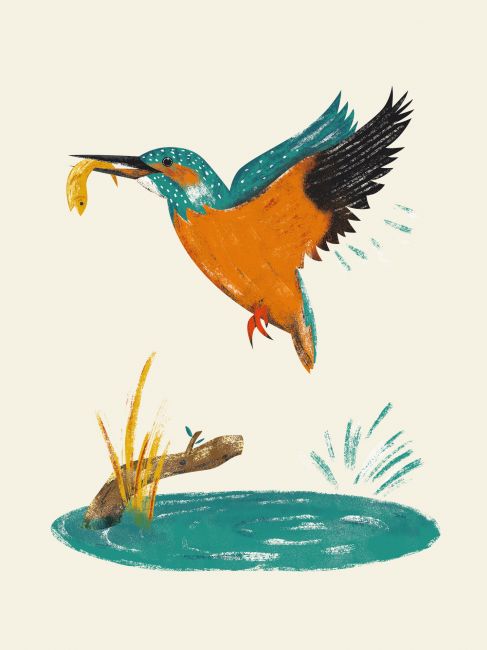 An illustration from a book "All about the egg" - Common kingfisher