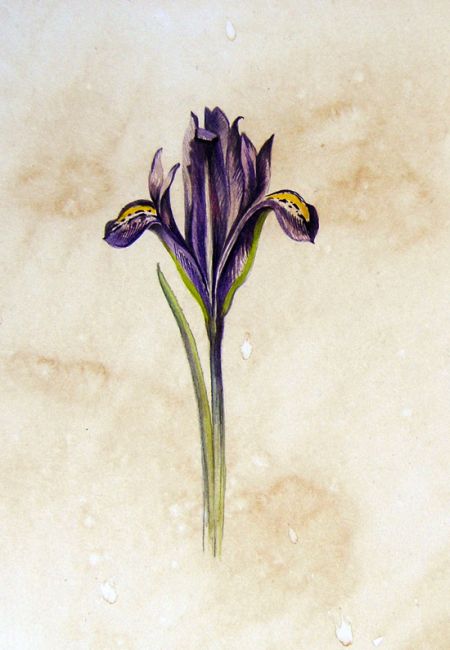 IRIS