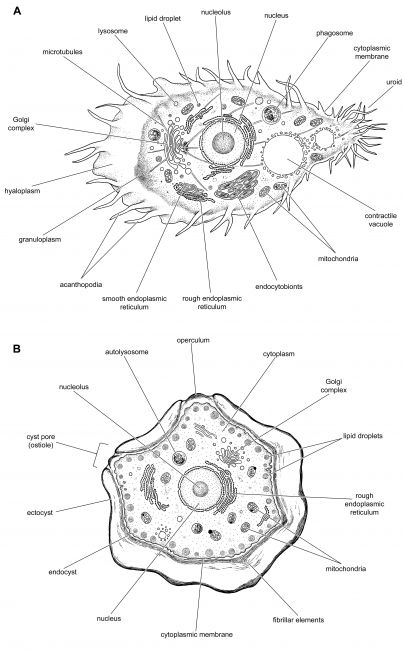 Molecular Parasitology