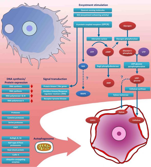 Molecular Parasitology