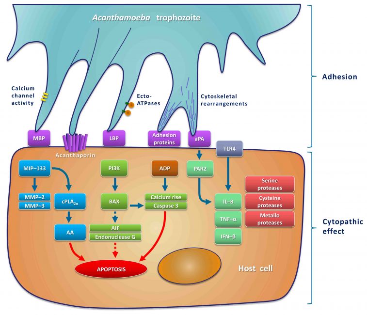 Molecular Parasitology