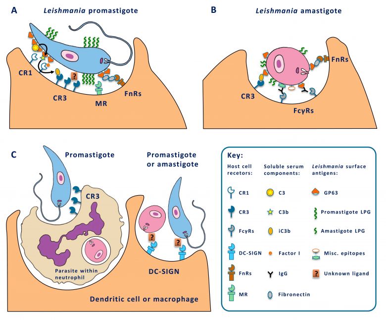 Molecular Parasitology