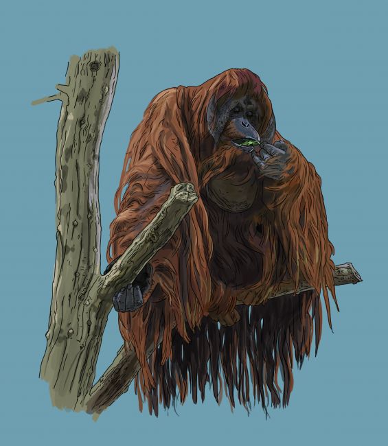 Orangutan