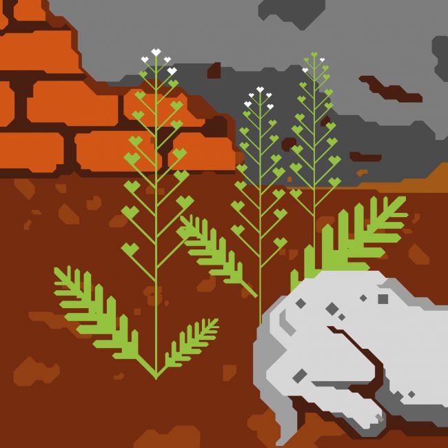 Kapsička pastierska – ilustrácia na tému "buriny"